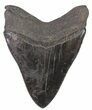 Serrated, Fossil Megalodon Tooth - Georgia #66201-1